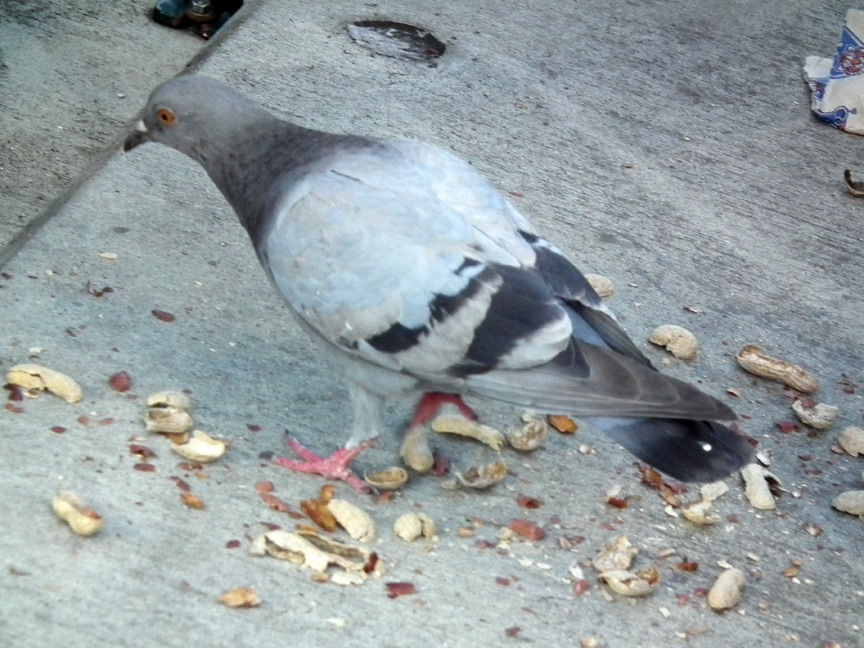 gal/2010/2010-09-10 - Detroit Tigers vs. Baltimore Orioles, Comerica Park (L 6-3)/DSCF1276.jpg